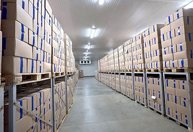 Pallets of frozen fruit stacked in the minus eighteen degree cold store