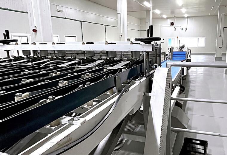 The processing hall with the IQF line running during campaign