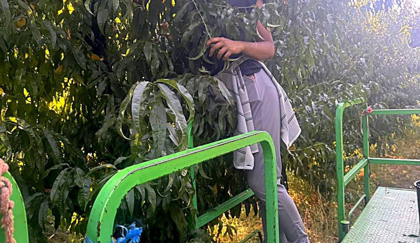 Rows of fruit trees in the company own orchards